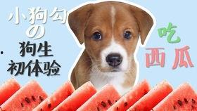 什么瓜能给狗吃,揭秘适合狗狗食用的健康瓜类