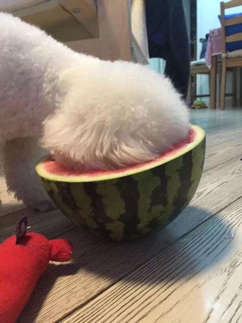 宠物吃瓜声音,萌宠美食时光的温馨旋律