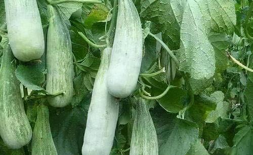 甜瓜种植大瓜吃小瓜