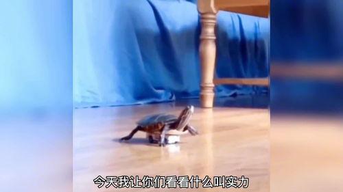 搞笑配音猴子吃瓜,猴哥吃瓜，瓜界风云再起